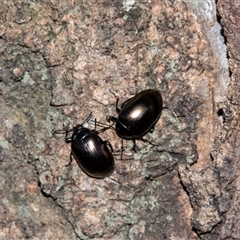 Chalcopteroides spectabilis at Barmera, SA - 27 Oct 2022 by AlisonMilton