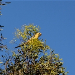 Platycercus elegans flaveolus (Yellow Rosella) at Barmera, SA - 27 Oct 2022 by AlisonMilton