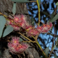 Unidentified Gum Tree at Barmera, SA - 27 Oct 2022 by AlisonMilton