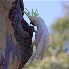 Cacatua galerita (Sulphur-crested Cockatoo) at Ainslie, ACT - 13 Jan 2025 by jb2602