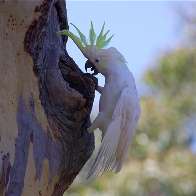 Cacatua galerita (Sulphur-crested Cockatoo) at Ainslie, ACT - 14 Jan 2025 by jb2602