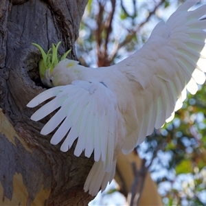 Cacatua galerita at Ainslie, ACT - suppressed