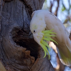 Cacatua galerita at Ainslie, ACT - suppressed