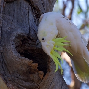 Cacatua galerita at Ainslie, ACT - suppressed