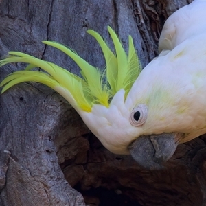 Cacatua galerita at Ainslie, ACT - suppressed