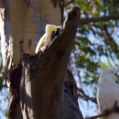 Cacatua galerita at Ainslie, ACT - suppressed