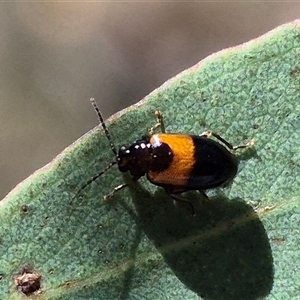 Monolepta minima (Leaf beetle) at Bungendore, NSW by clarehoneydove