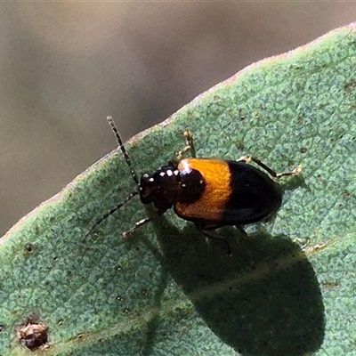 Monolepta minima (Leaf beetle) at Bungendore, NSW - 14 Jan 2025 by clarehoneydove