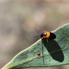 Monolepta minima at Bungendore, NSW - suppressed