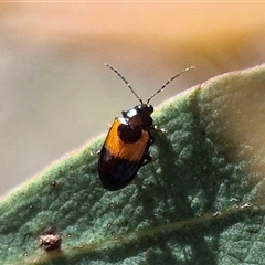 Monolepta minima at Bungendore, NSW - suppressed