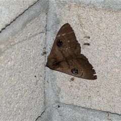 Dasypodia selenophora (Southern old lady moth) at Robinvale, VIC - 28 Oct 2022 by AlisonMilton