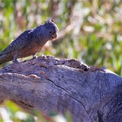 Callocephalon fimbriatum (Gang-gang Cockatoo) at Ainslie, ACT - 13 Jan 2025 by jb2602