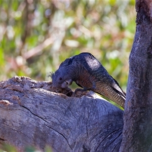 Callocephalon fimbriatum at Ainslie, ACT - suppressed