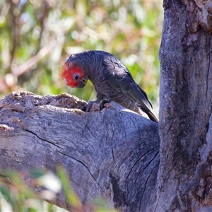 Callocephalon fimbriatum at Ainslie, ACT - suppressed