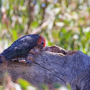 Callocephalon fimbriatum at Ainslie, ACT - suppressed