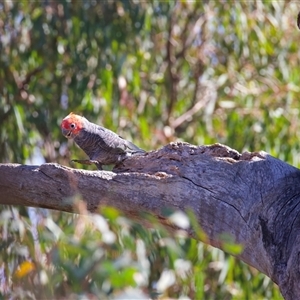 Callocephalon fimbriatum at Ainslie, ACT - suppressed