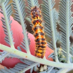 Lymantriinae (subfamily) (Unidentified tussock moths) at Bungendore, NSW - 14 Jan 2025 by clarehoneydove