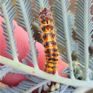 Lymantriinae (subfamily) (Unidentified tussock moths) at Bungendore, NSW by clarehoneydove