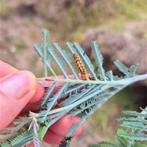 Lymantriinae (subfamily) at Bungendore, NSW - suppressed