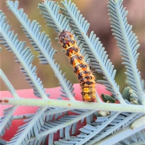 Lymantriinae (subfamily) at Bungendore, NSW - suppressed