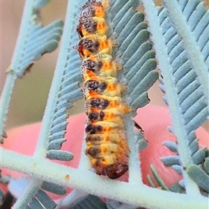 Lymantriinae (subfamily) at Bungendore, NSW - suppressed