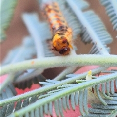 Lymantriinae (subfamily) at Bungendore, NSW - suppressed