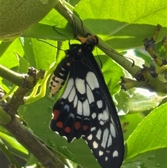 Papilio anactus (Dainty Swallowtail) at Monash, ACT - 13 Jan 2025 by jackQ