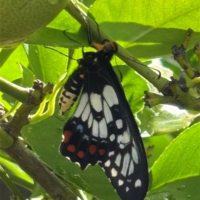 Papilio anactus (Dainty Swallowtail) at Monash, ACT - 14 Jan 2025 by jackQ