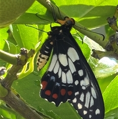 Papilio anactus at Monash, ACT - 14 Jan 2025 09:04 AM