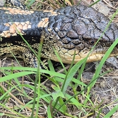 Tiliqua nigrolutea (Blotched Blue-tongue) at Bungendore, NSW - 14 Jan 2025 by clarehoneydove