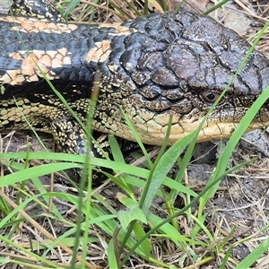 Tiliqua nigrolutea at Bungendore, NSW - suppressed