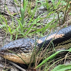 Tiliqua nigrolutea at Bungendore, NSW - suppressed