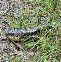 Tiliqua nigrolutea at Bungendore, NSW - suppressed