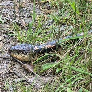 Tiliqua nigrolutea at Bungendore, NSW - 14 Jan 2025