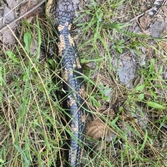 Tiliqua nigrolutea at Bungendore, NSW - 14 Jan 2025