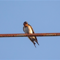 Hirundo neoxena (Welcome Swallow) at Hay South, NSW - 29 Oct 2022 by AlisonMilton