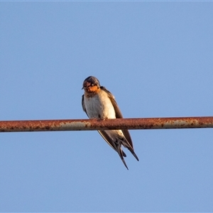 Hirundo neoxena at Hay South, NSW - 29 Oct 2022 06:54 AM