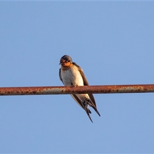 Hirundo neoxena at Hay South, NSW - 29 Oct 2022