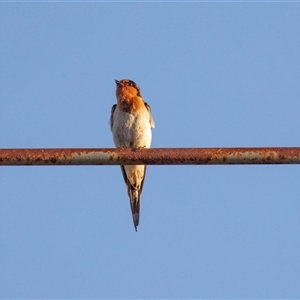 Hirundo neoxena at Hay South, NSW - 29 Oct 2022 06:54 AM