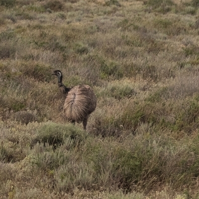 Dromaius novaehollandiae (Emu) at Keri Keri, NSW - 28 Oct 2022 by AlisonMilton