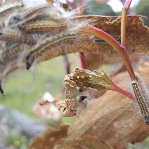 Uraba lugens (Gumleaf Skeletonizer) at Yaouk, NSW by Janet