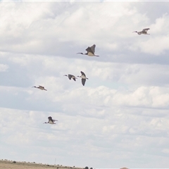 Threskiornis spinicollis (Straw-necked Ibis) at Maude, NSW - 28 Oct 2022 by AlisonMilton