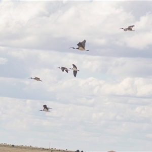 Threskiornis spinicollis (Straw-necked Ibis) at Maude, NSW by AlisonMilton