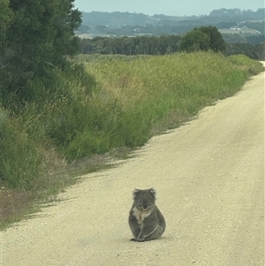 Phascolarctos cinereus at Yanakie, VIC by Louisab