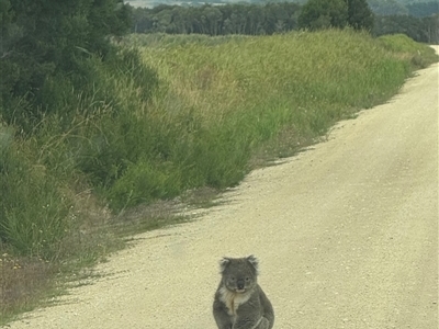 Phascolarctos cinereus (Koala) at Yanakie, VIC - 13 Jan 2025 by Louisab