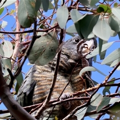 Callocephalon fimbriatum (Gang-gang Cockatoo) at Deakin, ACT - 5 Jan 2025 by LisaH