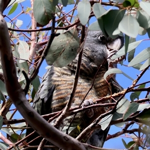 Callocephalon fimbriatum at Deakin, ACT - suppressed