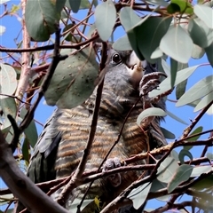 Callocephalon fimbriatum at Deakin, ACT - suppressed