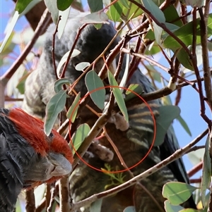 Callocephalon fimbriatum at Deakin, ACT - suppressed