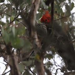 Callocephalon fimbriatum at Deakin, ACT - suppressed